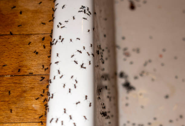 Best Wasp Removal Services  in Valhalla, NY